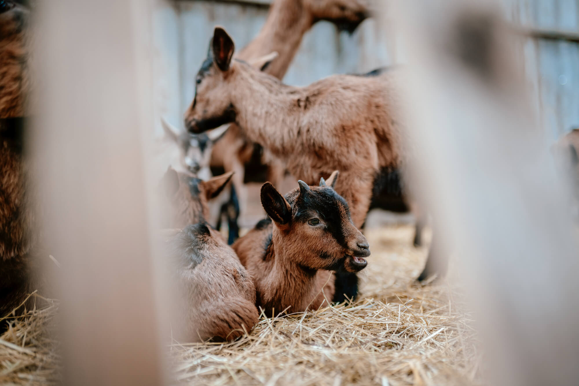 Fotografie - Květná zahrada