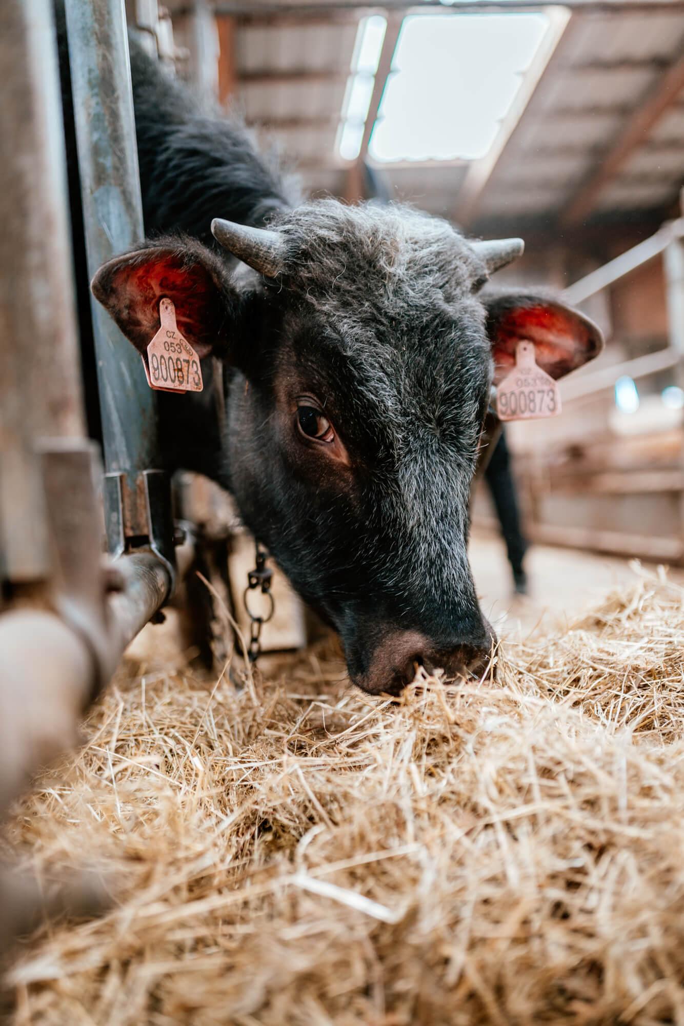 Fotografie - Květná zahrada